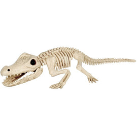 Crocodile Skeleton 34.5"