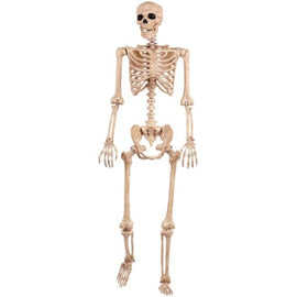 Life Sized Posable Skelton