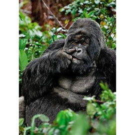 Avanti Gorilla Picking Nose Birthday Greeting Card