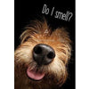 Avanti Dog Nose Birthday Greeting Card