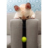 Avanti Frenchie Finds Ball Thank You Greeting Card