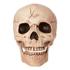 Prop - Skull W/Moveable Jaw 6"